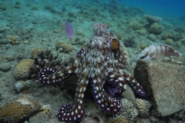 Quando o cefalópode ataca, algumas presas conseguem escapar, mas os peixes acabam capturando-as (Foto: Reprodução/Eduardo Sampaio e Simon Gingins)