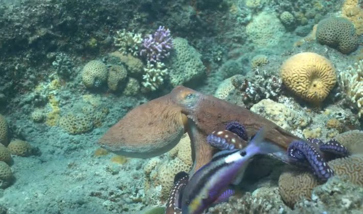 Estudo revela que polvos e peixes se unem para caçar juntos (Foto: Reprodução/Eduardo Sampaio e Simon Gingins)