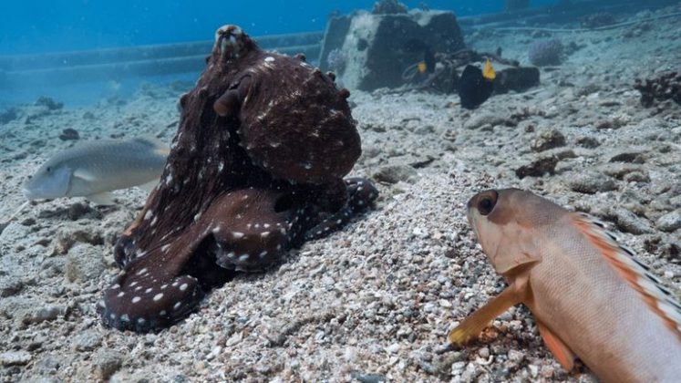 Os polvos lideram a operação, enquanto os peixes exploram corais em busca de presas (Foto: Reprodução/Eduardo Sampaio e Simon Gingins)