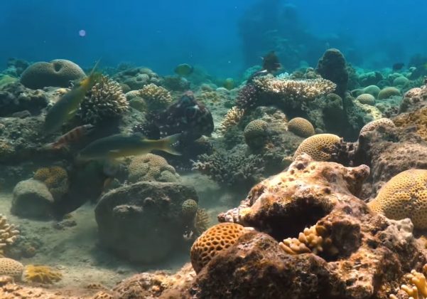 Os peixes vasculham o ambiente, localizam possíveis alvos e sinalizam sua posição para o polvo (Foto: Reprodução/Eduardo Sampaio e Simon Gingins)