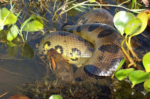 A cobra tinha cerca de cinco metros de comprimento. (Imagem: pixabay)