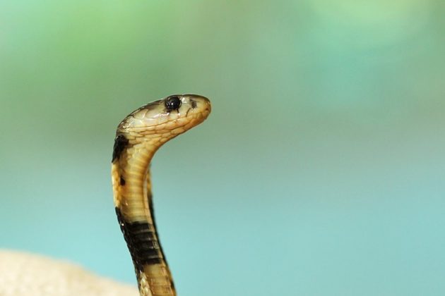 O tratamento foi iniciado assim que a espécie da cobra foi confirmada. (Imagem: pixabay)