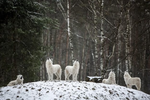 O uivo dos lobos é sua principal forma de comunicação com a matilha. (imagem: pixabay)