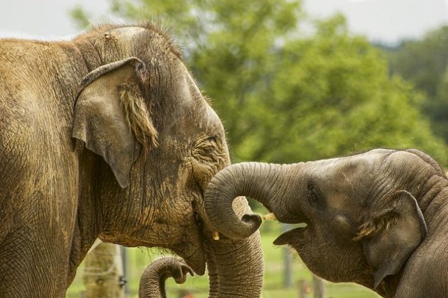 Zimbabwe planeja sacrificar 200 elefantes para ajudar as pessoas que enfrentam fome. (Imagem: pexels)