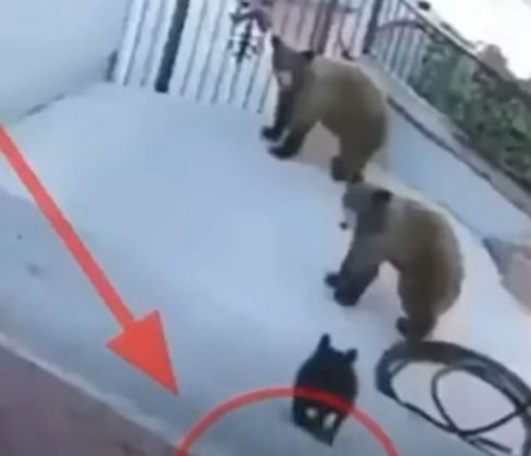 Assista o momento em que o bulldog expulsa os ursos da sua casa. (imagem: youtube)