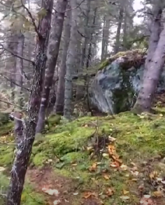 O vídeo mostra o solo de uma floresta canadense se movendo de forma incomum. (Imagem: reprodução youtube)