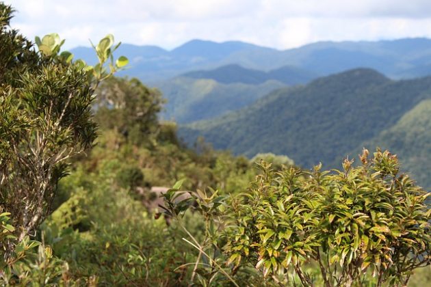 O fenômeno foi atribuído a fortes ventos balançando as árvores. (Imagem: pixabay)