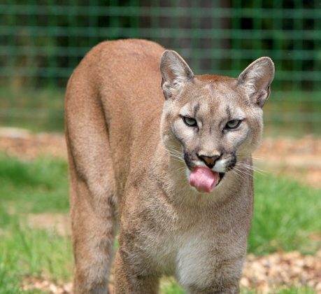 Um garoto de 5 anos sofreu ferimentos graves após ser atacado por um puma. (Imagem: pixabay)