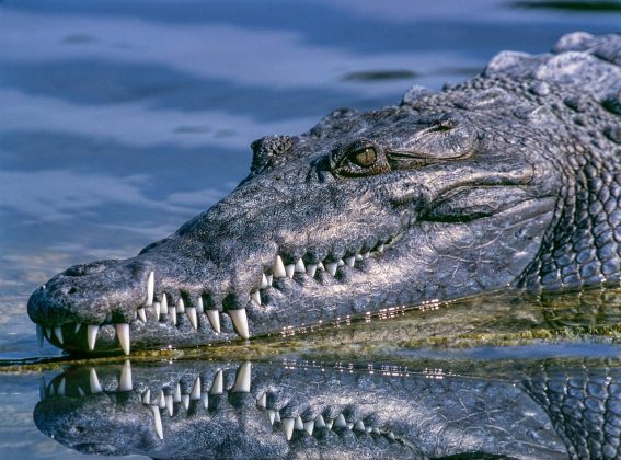 Biólogos afirmam que crocodilos não choram como imaginamos (Foto: Pixabay)