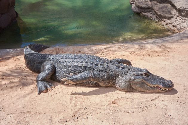 No Antigo Egito, crocodilos famintos se posicionavam à beira do rio Nilo para atrair presas (Foto: Pixabay)