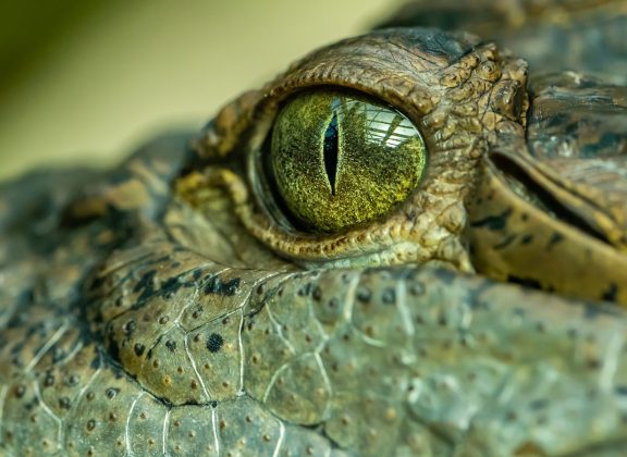 A expressão "lágrimas de crocodilo" refere-se a um choro falso e fingido (Foto: Pixabay)