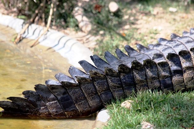 O crocodilo teve seis parceiras e gerou cerca de 10 mil filhotes. (Imagem: pixabay)