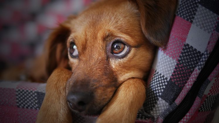 Estudo revela que cães ficam tristes quando farejam estresse humano (Foto: Pixabay)