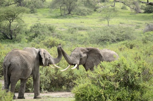 A estiagem devastou as colheitas na África Austral. (Imagem: pexels)