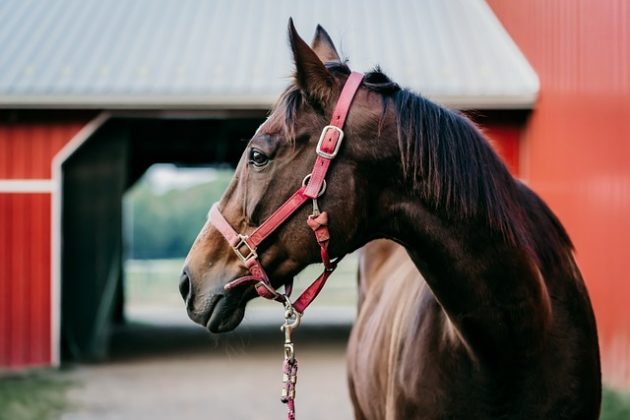 O cavalo rolava por debaixo de uma divisória de ferro para sair. (imagem: pixabay)