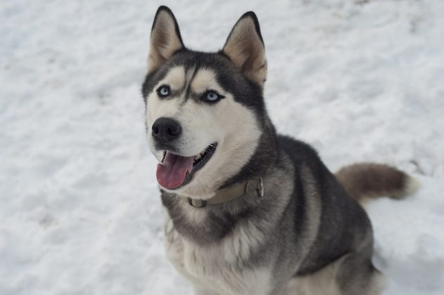 A mistura foi apelidada carinhosamente de "husky carameliano". (imagem: reprodução instagram)