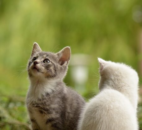 O gato continuava pressionando a mesma área com as patas. (Imagem: Pixabay)