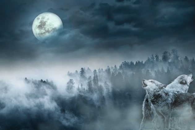 Lobos não uivam para a lua, isso é apenas um mito. (imagem: pixabay)