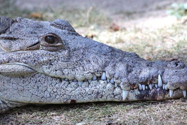 Khumkad precisou sacrificar mais de 120 crocodilos para evitar um desastre. (Imagem: pixabay)