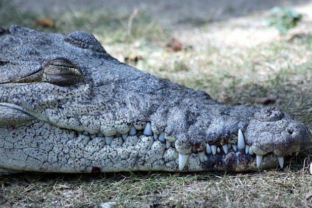 Henry é reconhecido como o crocodilo mais velho do mundo. (Imagem: pixabay)