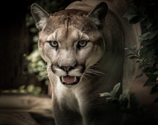 O puma subiu em uma árvore e permaneceu lá até a chegada dos patrulheiros. (Imagem: pixabay)