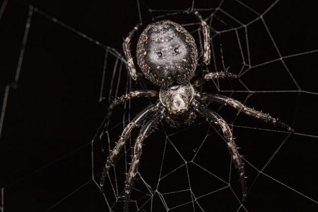 O veneno de uma aranha brasileira inspirou uma pesquisa inovadora no tratamento do câncer (Imagem: pixabay)