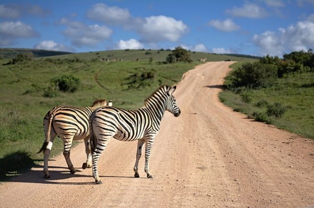 Diferente dos cavalos, os zorses são mais difíceis de treinar e menos sociáveis. (imagem: pixabay)