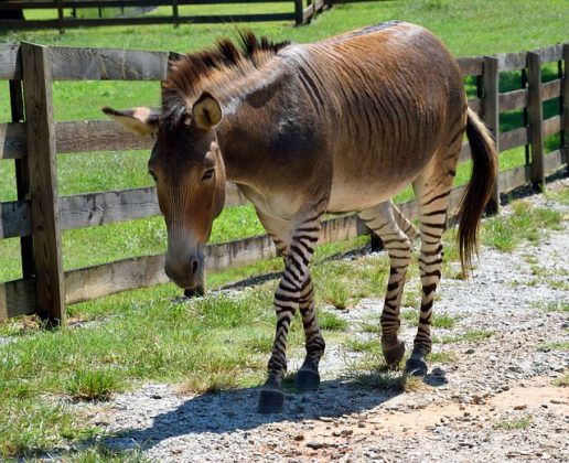 O zorse é um híbrido resultante do cruzamento entre uma zebra e um cavalo. (imagem: pixabay)