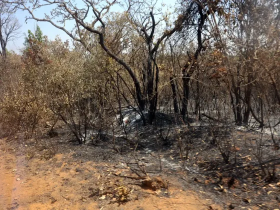 50% dos incêndios que ocorreram na Amazônia, a maior floresta tropical do mundo, prejudicaram drasticamente o clima. (Foto: Agência Brasil)