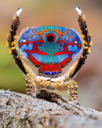 A aranha-pavão pertencente ao gênero Maratus (Foto: Reprodução/Instagram/@flynn_prall)