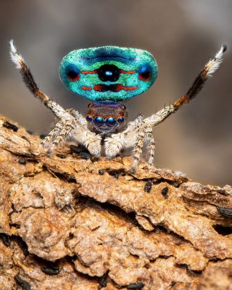 Nativa da Austrália, essas pequenas criaturas não ultrapassam 5 mm (Foto: Reprodução/Instagram/@flynn_prall)