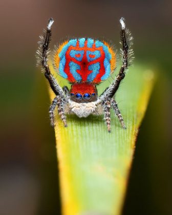 Aranha-pavão dança para atrair a fêmea, mas risco de morte é alto (Foto: Reprodução/Instagram/@flynn_prall)