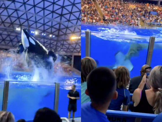 Durante apresentação no SeaWorld San Antonio, uma orca deu um banho de fezes na plateia que acompanhava o show (Foto: Reprodução/Redes Sociais)