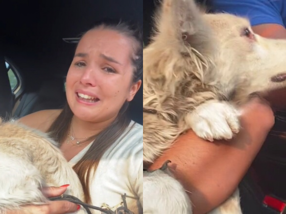 Francisca Conde resgatou um cachorro que sobreviveu a um incêndio em Portugal (Foto: Reprodução/TikTok/@franciscaconde)