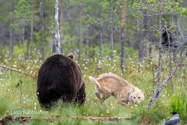 O comportamento amigável entre o urso e o lobo foi observado entre 20h e 4h. (Imagem: instagram @lassi.rautiainen)