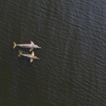 Um ribeirinho resgatou um boto tucuxi que estava encalhado na lama no Rio Madeira. (Imagem: Instagram)