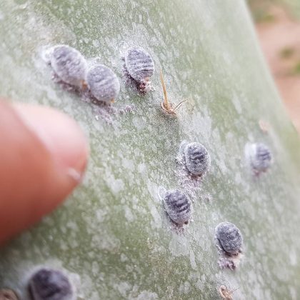 O carmim é amplamente utilizado em alimentos e bebidas. (Imagem: instagram)