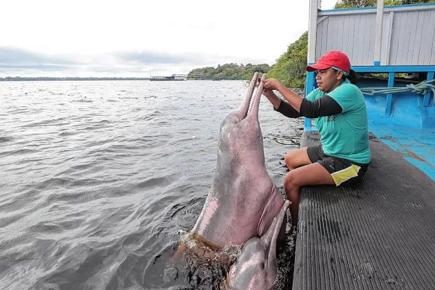 As mudanças climáticas impactam diretamente a fauna amazônica, como o boto salvo. (Imagem: Instagram)