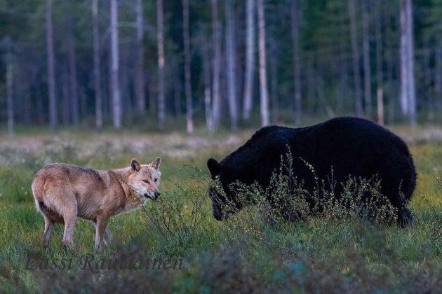 O fotógrafo Lassi Rautiainen capturou uma amizade rara entre um lobo e um urso na Finlândia. (Imagem: instagram @lassi.rautiainen)