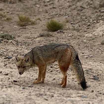 A análise genética revelou que o híbrido possuía 76 cromossomos, resultado da mistura entre as duas espécies. (Imagem: Instagram)