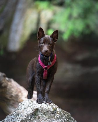 Esse cruzamento é o primeiro registrado entre um animal selvagem e um cão doméstico no Brasil. (Imagem: Instagram)