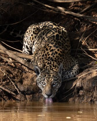 Um vídeo gravado no Pantanal do Mato Grosso viralizou (Imagem: reprodução Instagram)