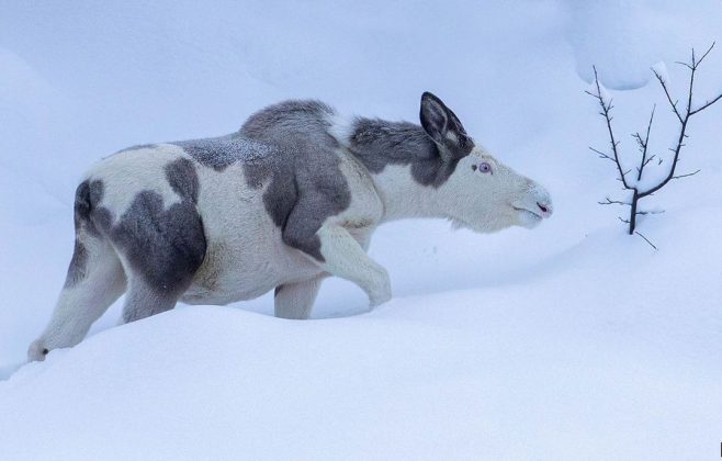 O fotógrafo norueguês Morch Foto capturou uma imagem impressionante. (Imagem: reprodução: instagram/ @m0rch)