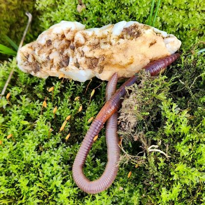 A Megascolides australis é conhecida como a minhoca-gigante-de-Gippsland. (Imagem: Instagram)