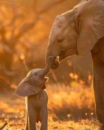 O filhote se escondeu atrás de um pequeno poste ao ver humanos se aproximando. (Imagem: instagram)