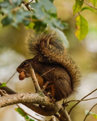 As autoridades afirmaram que os animais tinham uma missão de espionagem. (Imagem: instagram)