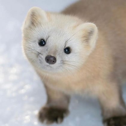 A zibelina japonesa é um pequeno mamífero adorável do Japão. (Imagem: instagram @takashi_okashi)