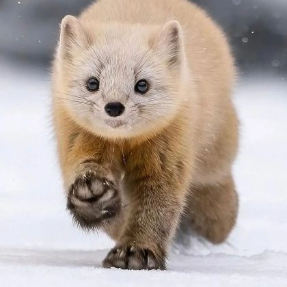 Além de caçar, a zibelina também come frutas. (Imagem: instagram @takashi_okashi)