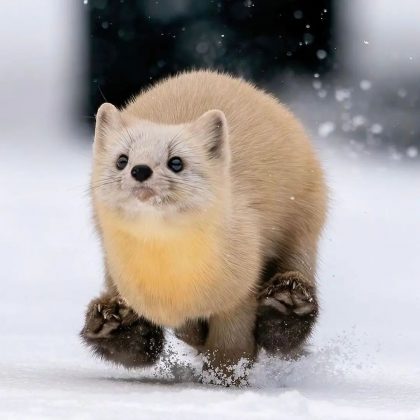 Este animal nativo habita a ilha de Hokkaido, no norte do país. (Imagem: instagram @takashi_okashi)