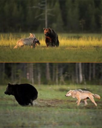 A amizade entre o lobo cinzento e o urso pardo foi documentada pela primeira vez na Europa. (Imagem: instagram @lassi.rautiainen)